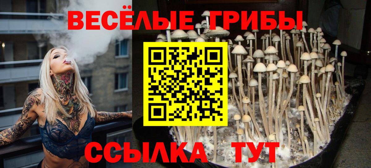 Галлюциногенные грибы Cubensis Горячий Ключ